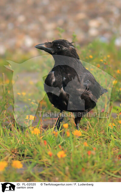 carrion crow / FL-02020