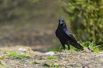 carrion crow