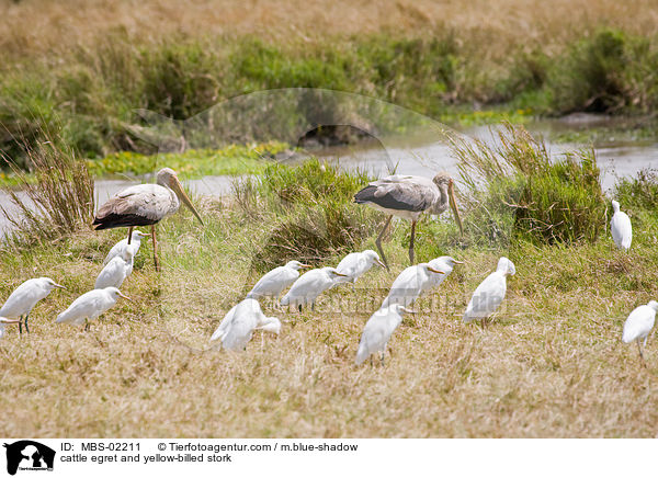 cattle egret and yellow-billed stork / MBS-02211