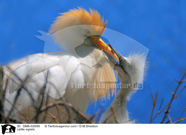 cattle egrets / DMS-02696