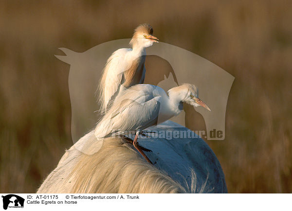 Cattle Egrets on horse / AT-01175