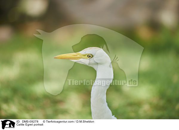 Cattle Egret portrait / DMS-09278