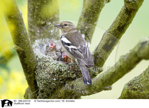 chaffinch nest / WS-02315