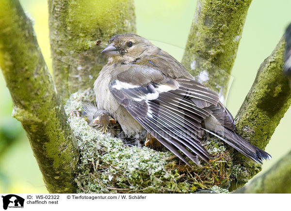 chaffinch nest / WS-02322