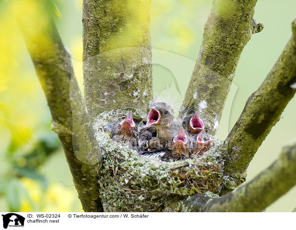 chaffinch nest / WS-02324