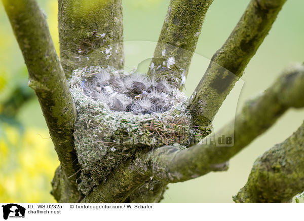 chaffinch nest / WS-02325