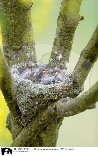 chaffinch nest / WS-02326