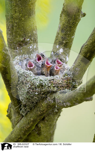 chaffinch nest / WS-02327