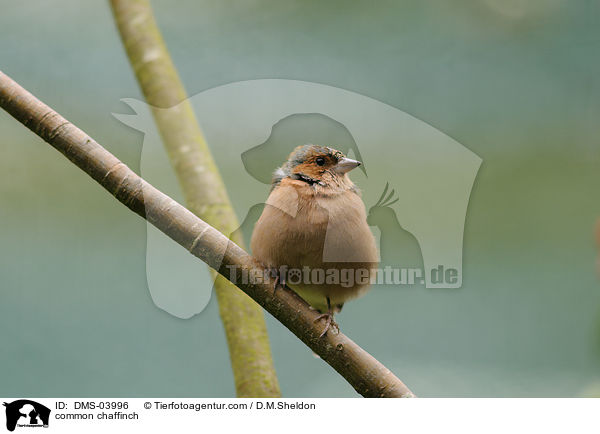common chaffinch / DMS-03996