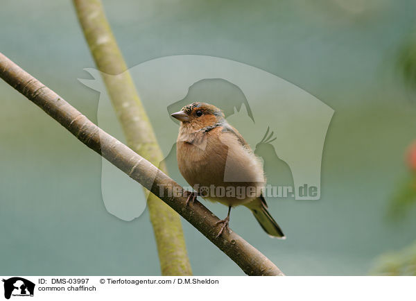 common chaffinch / DMS-03997