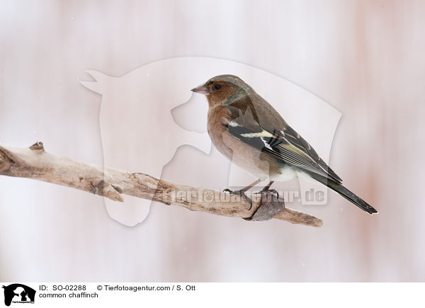 common chaffinch / SO-02288