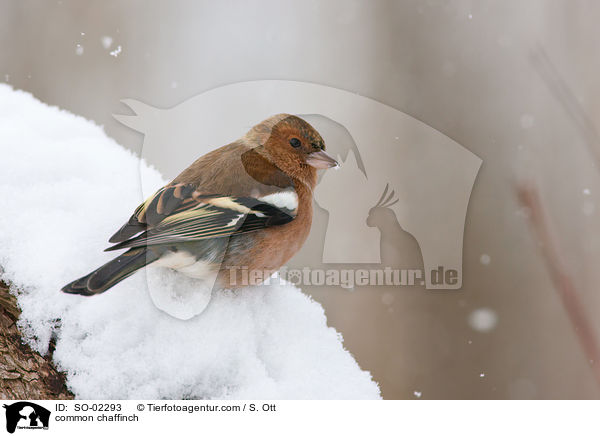 common chaffinch / SO-02293