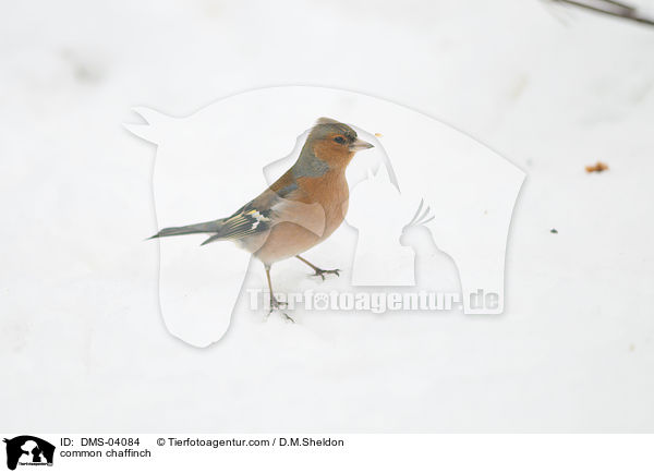 common chaffinch / DMS-04084