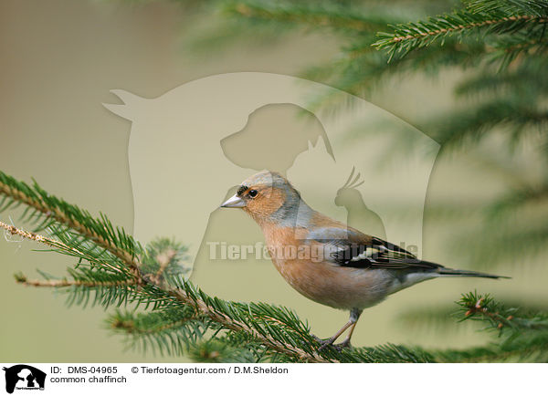 common chaffinch / DMS-04965