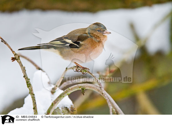 common chaffinch / MBS-04683