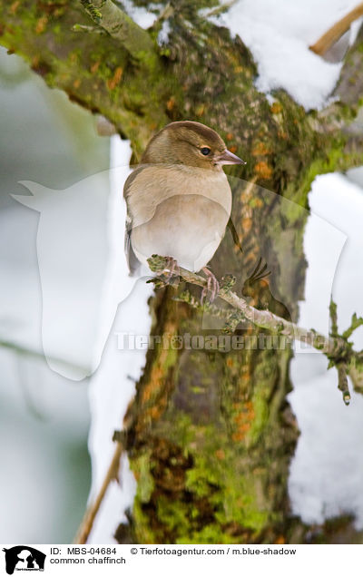 common chaffinch / MBS-04684