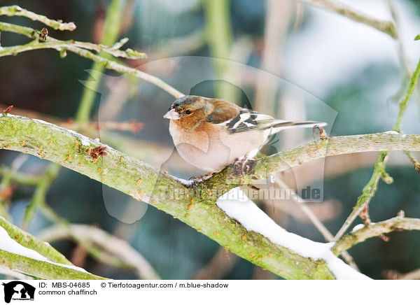 common chaffinch / MBS-04685
