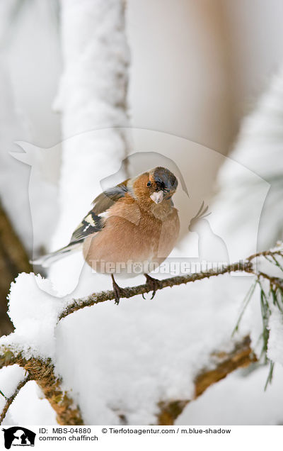 common chaffinch / MBS-04880