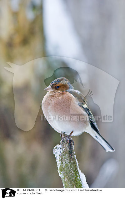 common chaffinch / MBS-04881