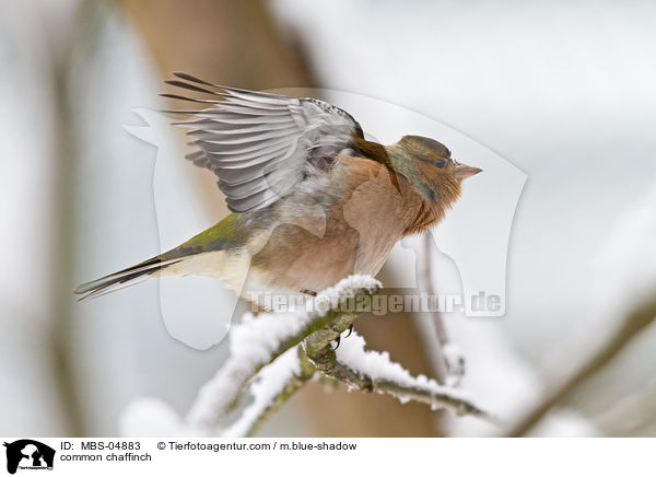 common chaffinch / MBS-04883