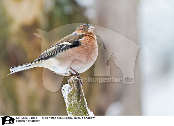 common chaffinch / MBS-04886