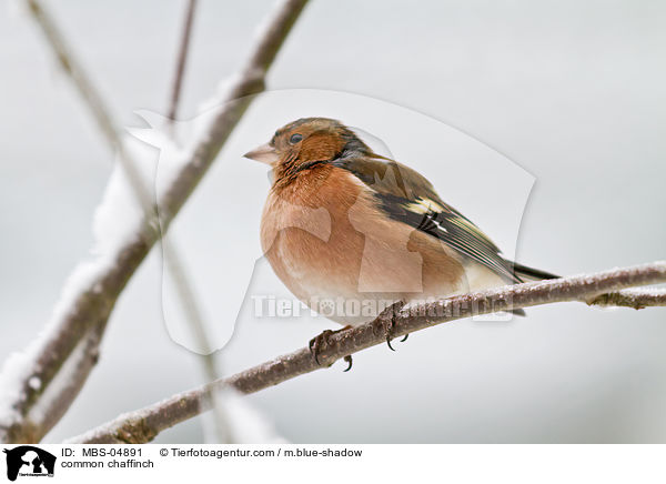 common chaffinch / MBS-04891