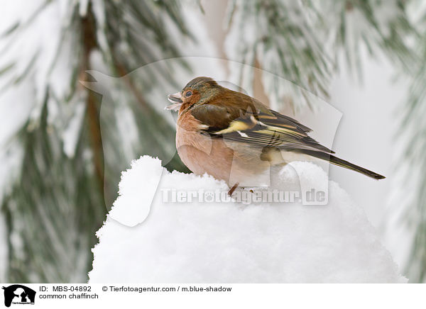 common chaffinch / MBS-04892