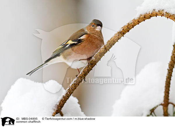common chaffinch / MBS-04895