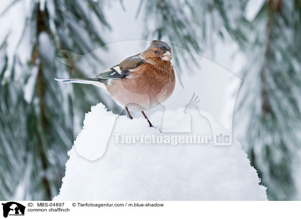 common chaffinch / MBS-04897