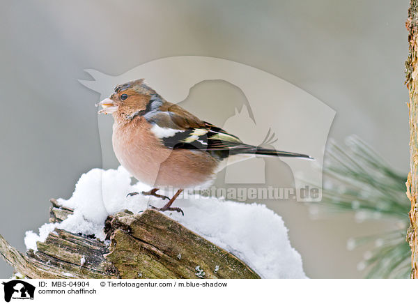 common chaffinch / MBS-04904