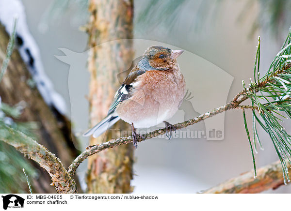 common chaffinch / MBS-04905