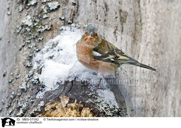 common chaffinch / MBS-07092