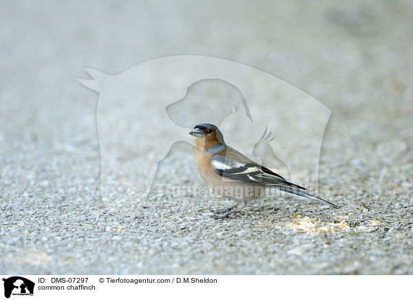 common chaffinch / DMS-07297