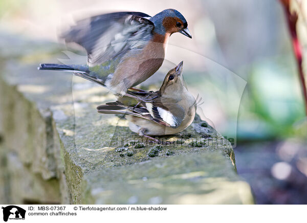 common chaffinches / MBS-07367