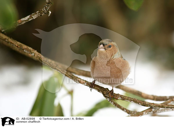 common chaffinch / AB-02898