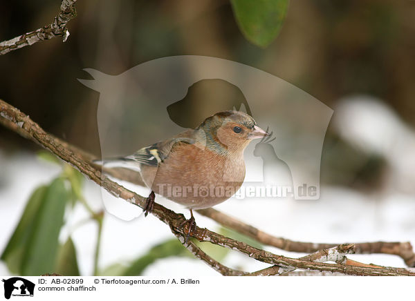 common chaffinch / AB-02899