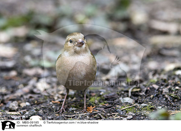 common chaffinch / MBS-09185
