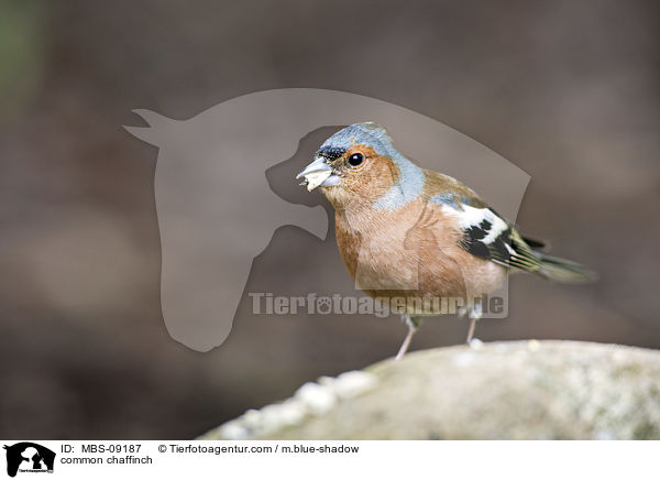 common chaffinch / MBS-09187