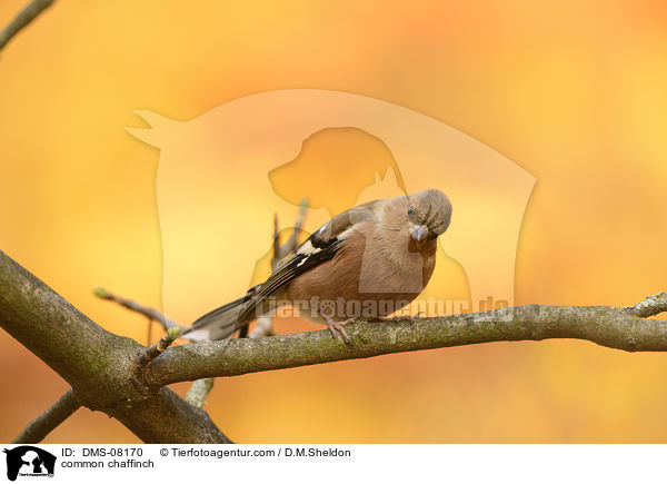 common chaffinch / DMS-08170