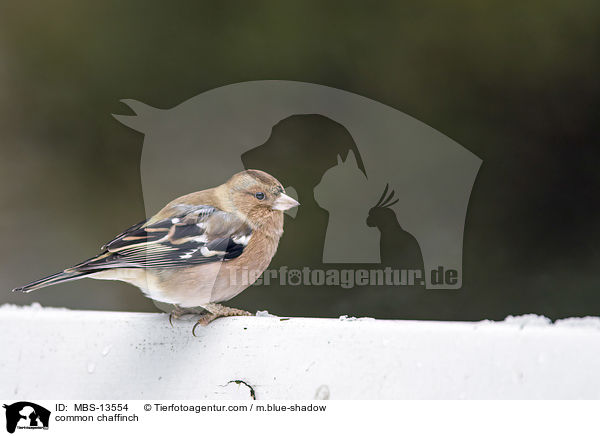 common chaffinch / MBS-13554