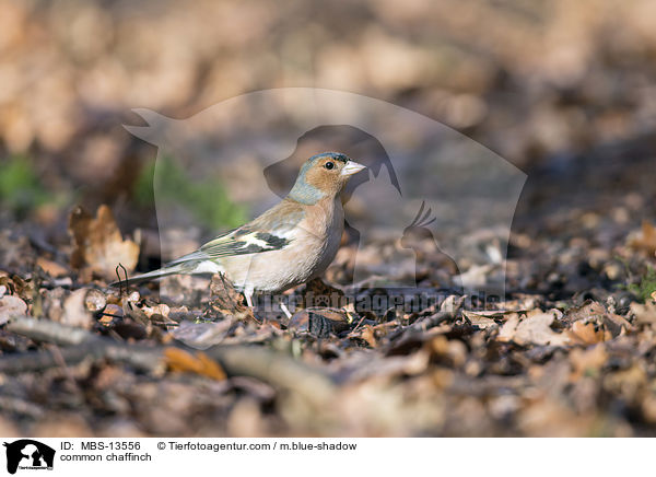 common chaffinch / MBS-13556