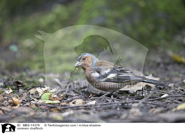 common chaffinch / MBS-14376
