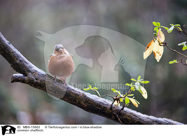 common chaffinch / MBS-15662