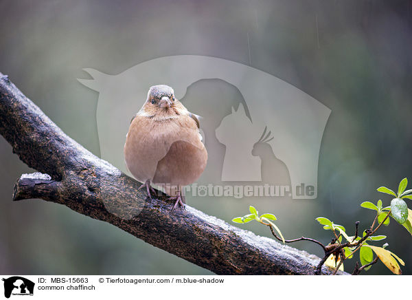 common chaffinch / MBS-15663