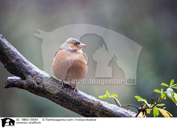 common chaffinch / MBS-15664