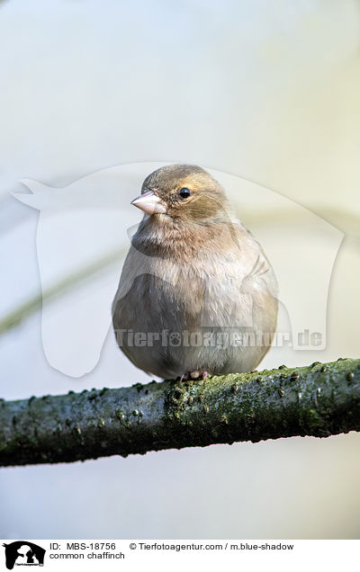 common chaffinch / MBS-18756