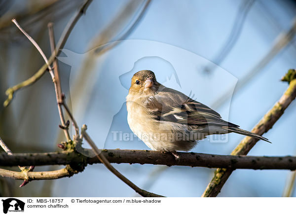 common chaffinch / MBS-18757