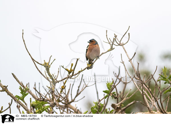 common chaffinch / MBS-18760