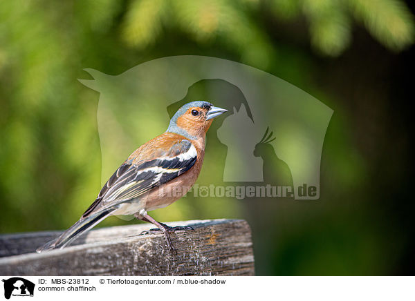 common chaffinch / MBS-23812