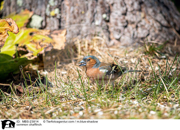 common chaffinch / MBS-23814